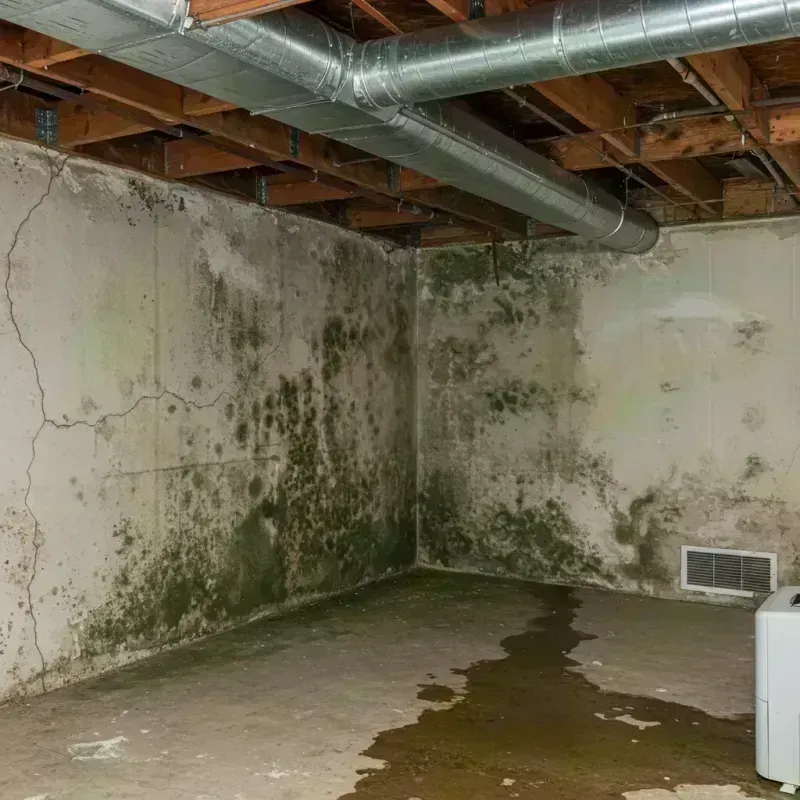 Professional Mold Removal in Chipley, FL